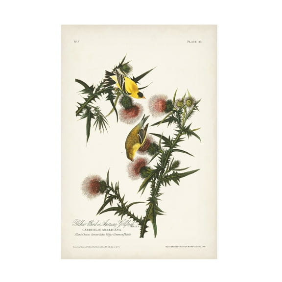 John James Audubon ' Gold Finch' Canvas Art
