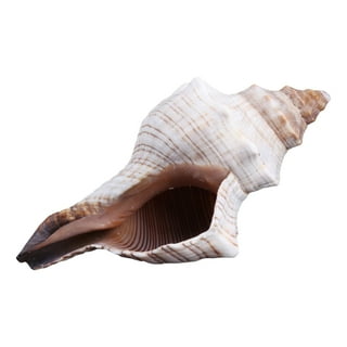 Atlantic Whelk Shell, Large Seashells, Sea Shells for Decorating, Large Conch Shells for Beachy Room Decor, Unique Air Plant Holders, Nautical Decor