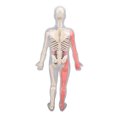 thumbnail image 1 of Human Human Body Model with Removable Organs Bones Glow in The Dark Anatomy Figure Science Kit for Kids Students, 1 of 7