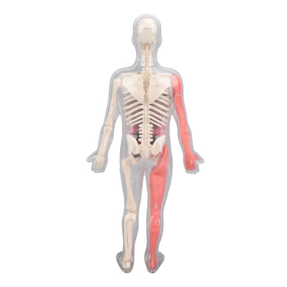Human Human Body Model with Removable Organs Bones Glow in The Dark Anatomy Figure Science Kit for Kids Students
