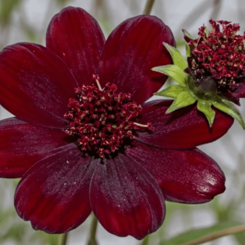 50 Red Futaba Rare Chocolate Cosmos Mix Seeds