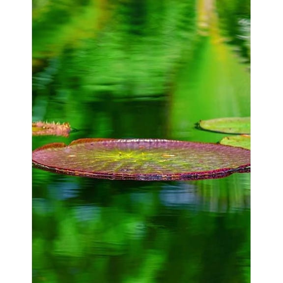 Lily Pad Notebook (Paperback)