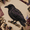 Crow A8, variant on Beginner-Friendly 3D Patchwork Bird DIY Craft Kit, Floral Textile Bird Art Making Kit, Perfect Handcraft Gift for Adults Hobbyists Robin