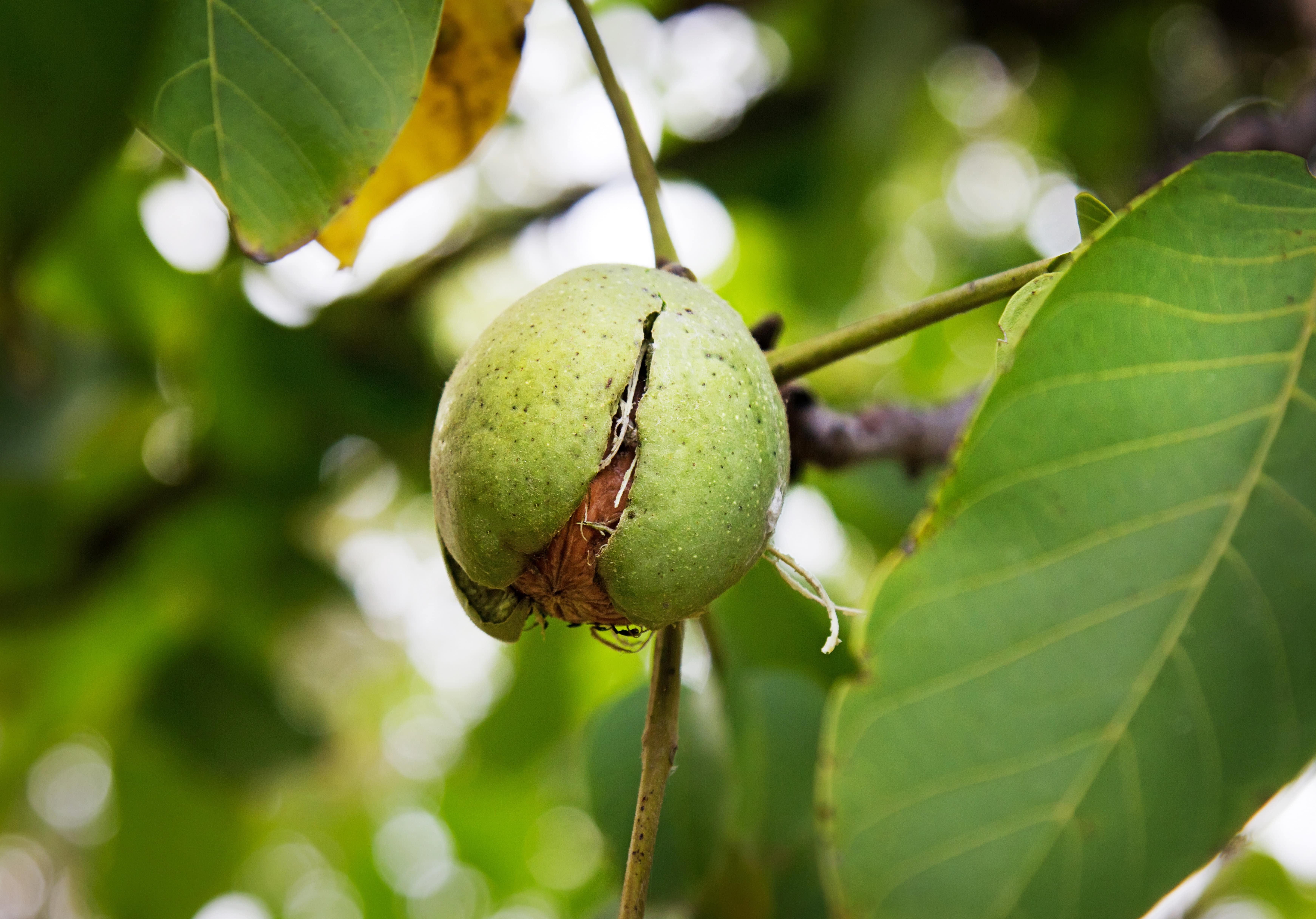 California Walnut Pieces, 2 Pounds – Kosher, Raw, Vegan – by Food to Live