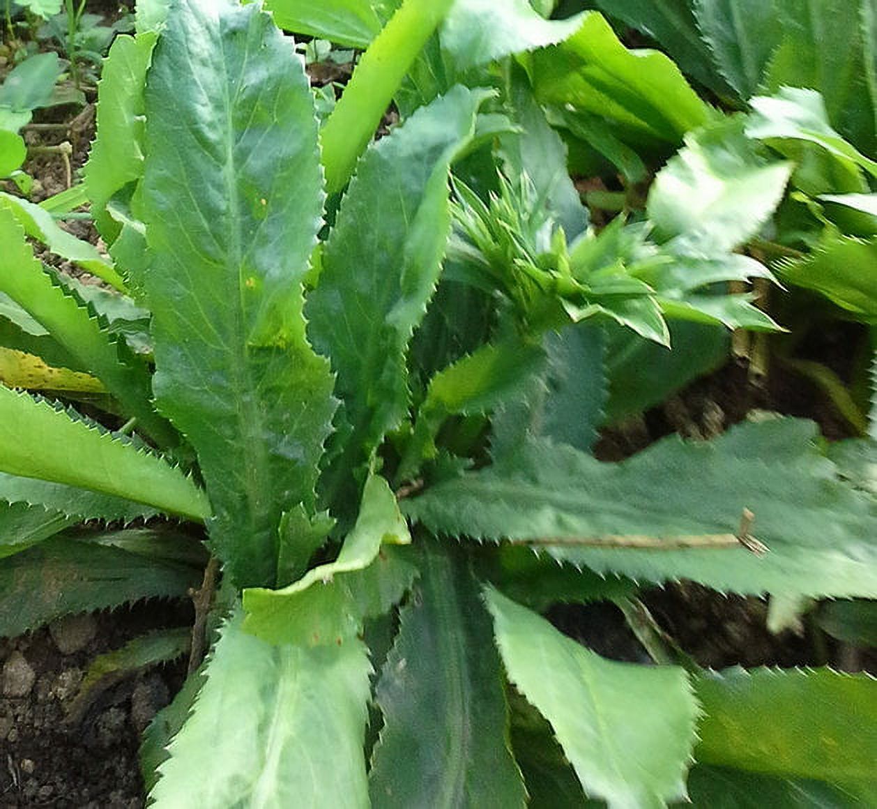 Desde Mi Huerto Long Leaf Coriander Recao Organic Seeds