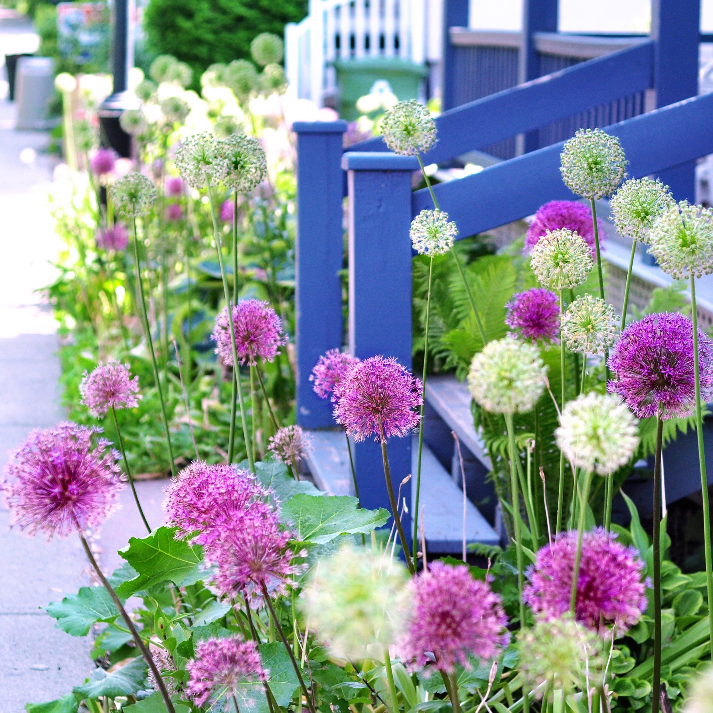 ［新品］SLOTHREAT Allium 新品］SLOTHREAT Allium Silver Spring - ALLIUM - — Ripley's