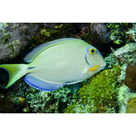 A tang fish appears to be eating the plant growth on a reef in the Atlantic Ocean off the coast of Key Largo Florida Poster (Best Place To Fish In Florida Keys)
