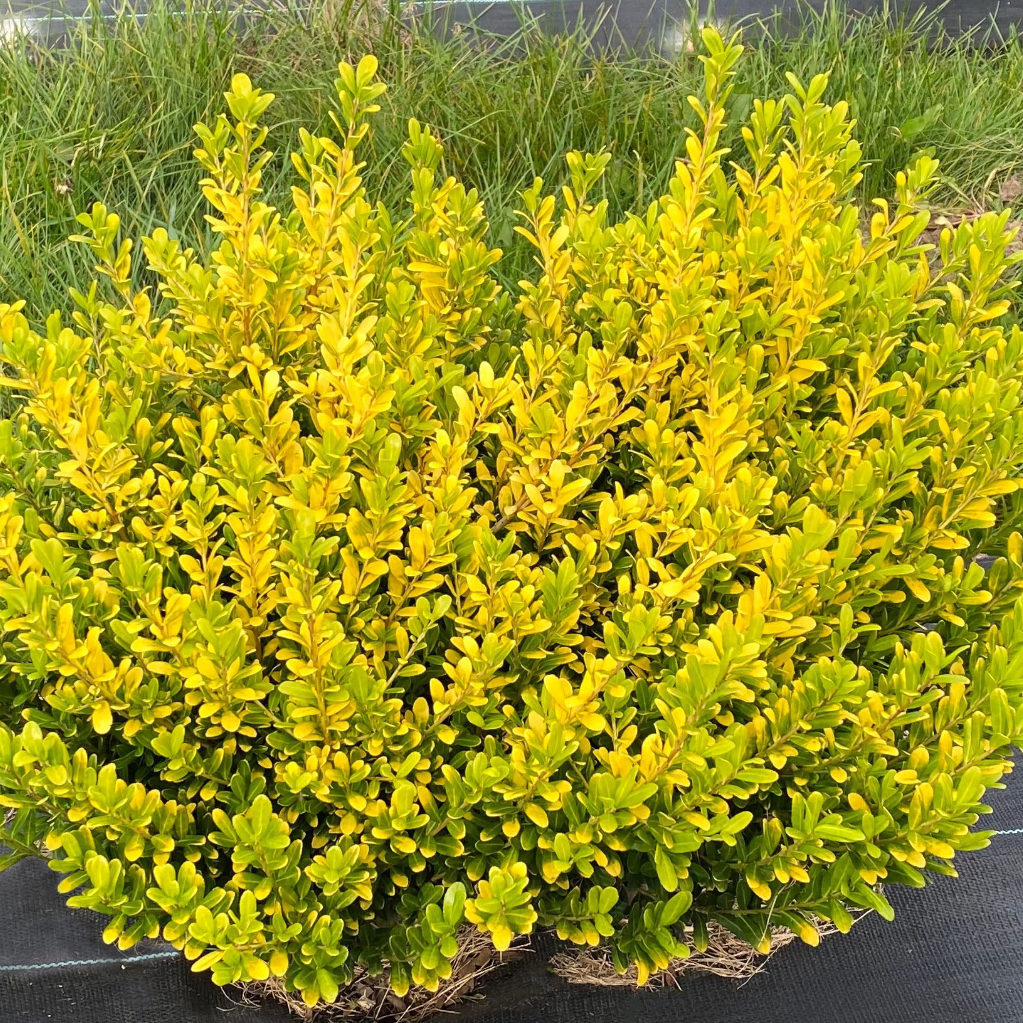Proven Winners ColorChoice 5" Glow Pop Japanese Holly Live Plant in 4.5" Pot (4 Count)