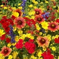 thumbnail image 5 of Outsidepride Texas/Oklahoma Wildflower Seed Mix - 1 LB, 5 of 8