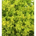 thumbnail image 4 of "Southern Living Ligustrum 'Sunshine', 12"" - 15"" Tall, 4 of 5
