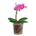 thumbnail image 3 of Sustrato Para Orquídeas 5 Lts Corteza De Pino Y Encino, 3 of 3