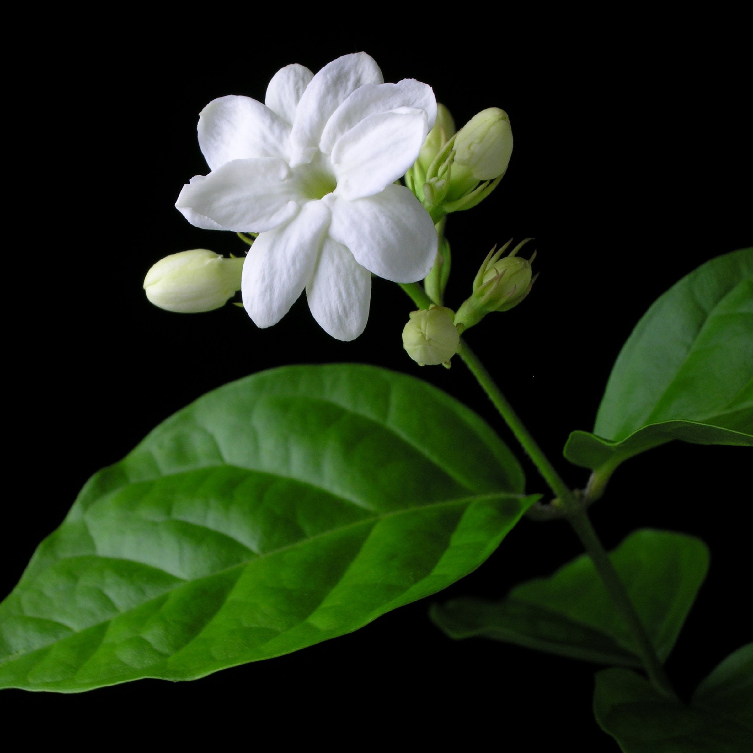 National Plant Network 4 in. Sambac Jasmine (3-Pack)