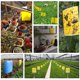 thumbnail image 4 of Trampas Adhesivas para Insectos Que Atrapan Áfidos Doble Cara 100 Uds., 4 of 9