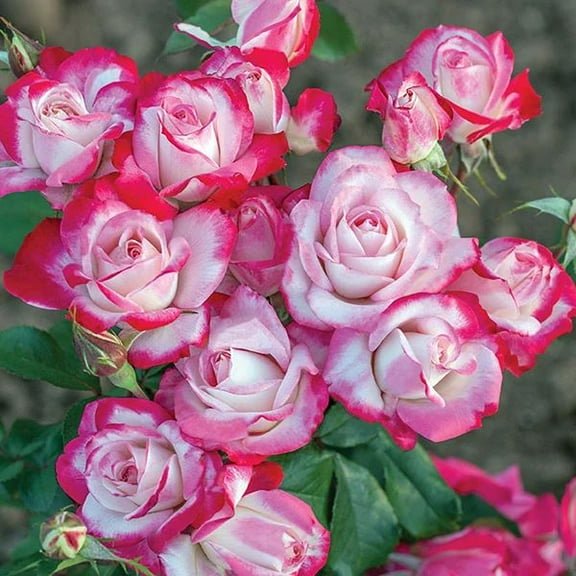 Candy Cane Cocktail Rose - Live Plant - ( 1 QT ) - Repeat Blooms