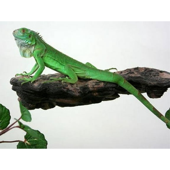 Magnaturals Magnetic Mushroom Ledge (Medium)