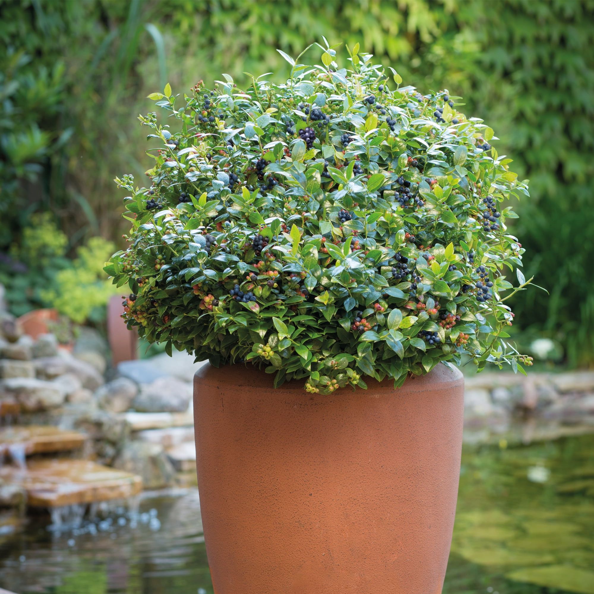 Bushel & Berry Blueberry Berrybux Live Shrub in 2-Gallon Grower Pot