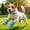 Blue BU, variant on AuroraX Dog Shoes for Small Dogs Summer Breathable Mesh Dog Shoes Lightweight Quick-Dry Non-Slip Outdoor 4 Pcs Pet Supplies for Small Dogs Blue National Dog Day International Cat Day