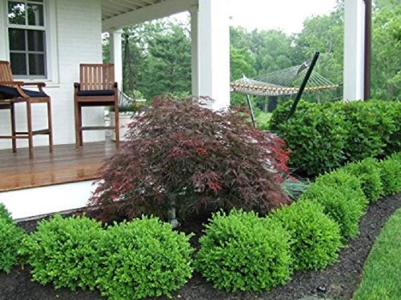 Green Velvet Boxwood Evergreen Live Shrub in 1-Gallon Grower Pot