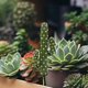 thumbnail image 1 of ADDHAT Planta Cactus Artificial Verde Para Decorar Arreglos, Topiarios Y De Hadas, 1 of 8