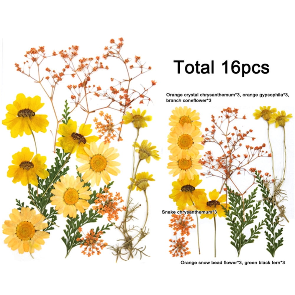 Colorful Real Dried Pressed Flowers Real Dried Press Flowers Set DIY