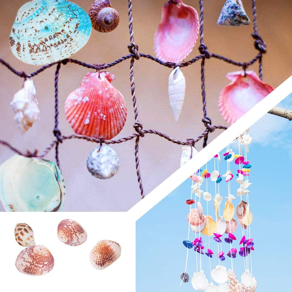 PLOOTA 21Pcs Natural Scallop Sea Shells,Ocean Beach Seashells Perfect for  Home Decoration, Art Craft, Vase Filler Fish Tank,Lion's Paw Baking