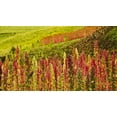 thumbnail image 6 of Organic Red Quinoa, 15 Pounds — Non-GMO, Raw, Kosher, Vegan — by Food to Live, 6 of 6