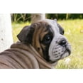 thumbnail image 2 of Chiot BULLDOG Couché, 2 of 4