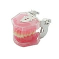 thumbnail image 3 of Dental Demonstration Tooth Extraction Model Standard Study Teaching All Removable Teeth, 3 of 6