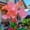 C, variant on Elephant Ears Bulbs, Low Maintenance - Easy Grow - Ideal For Beds Borders, Plant Pots & Planters