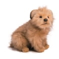 thumbnail image 1 of Peluche Hansa Terrier Cachorro de 23 cm de longitud, 1 of 9