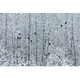 thumbnail image 2 of Su, Keren 14x11 White Modern Wood Framed Museum Art Print Titled - Bald Eagles perched on trees covered with snow-Haines-Alaska-USA, 2 of 4