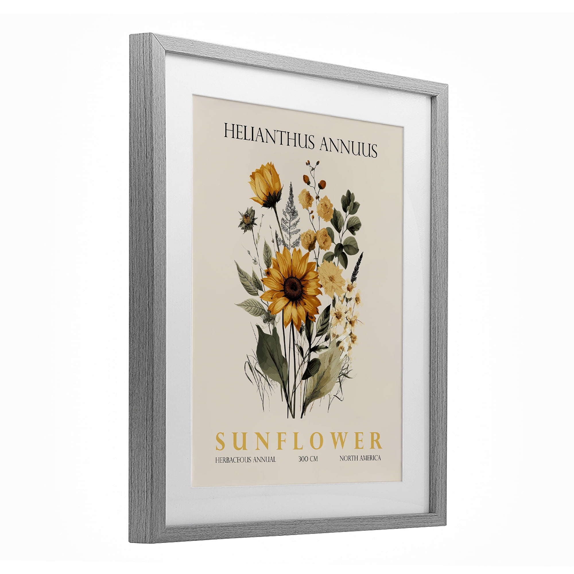 Stupell Industries Natural Sunflower Bundle Gray Framed Print Under Glass, design by Christopher Giampietro