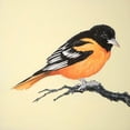 thumbnail image 3 of Atelier B Art Studio 12x12 Black Modern Framed Museum Art Print Titled - REALISTIC LITTLE BIRD ON A BRANCH, 3 of 5
