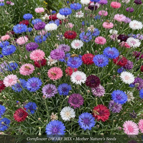 Cornflower/BB DWARF Mix – 500 Seeds