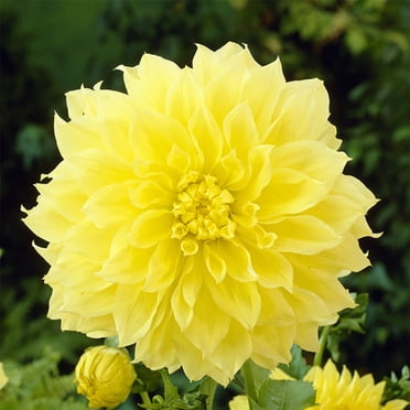 Van Zyverden Dahlias Kelvin Floodlight Set of 3 Bulbs Yellow Full Sun Annual