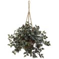 thumbnail image 1 of Wandering Jew Hanging Basket, 1 of 1