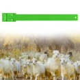 thumbnail image 2 of 10 Pcs Goat Collar Sheep Identification Bands Livestock Farming,. Marking, 2 of 5
