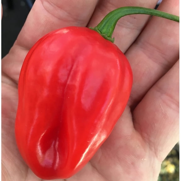 Venezualan Tiger Chile Heirloom Pepper Premium Seed Packet