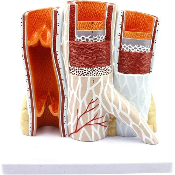 Anatomical Blood Vessel Model Arterial Vein Structure Anatomy Magnification Hand-Painted PVC Material Medical Aid