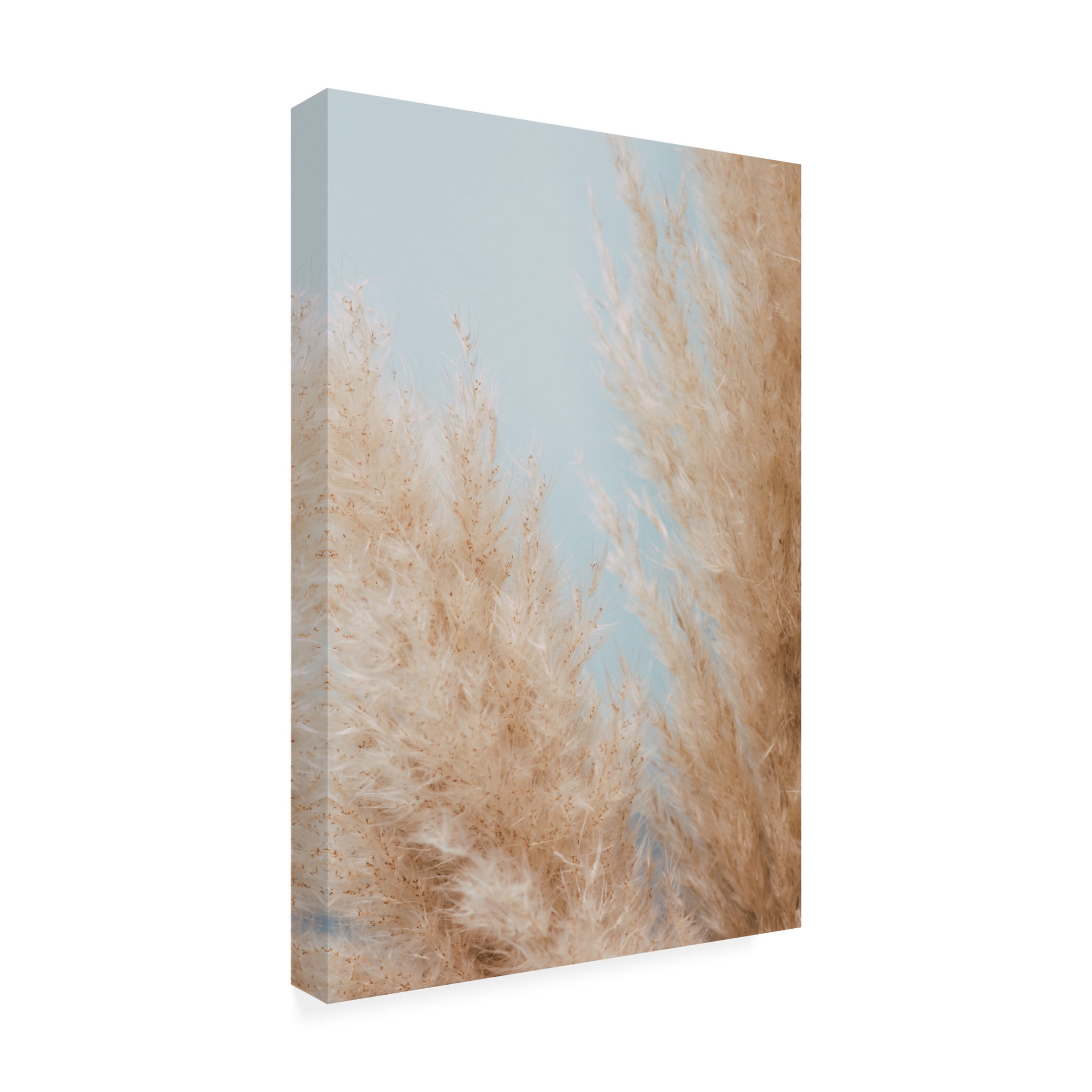 Trademark Fine Art Pictufy Studio Pampas Close 01 Canvas Wall Art