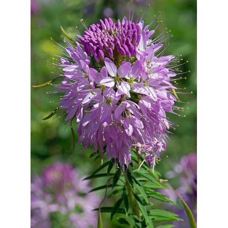 Rocky Mountain Bee Plant Cleome Cleomella serrulata Native Seed Packet