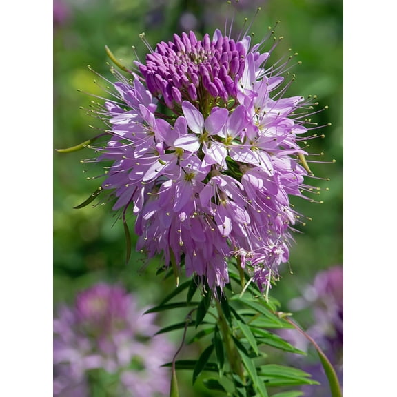 Rocky Mountain Bee Plant Cleome Cleomella serrulata Native Seed Packet