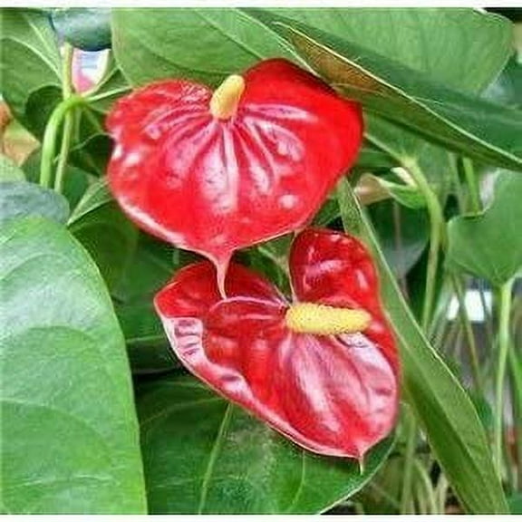 6-10 Inches Hawaiian Red Anthurium Plant Live Plant in a 2" Pot, Grown in Certified Pest-Free Nursery