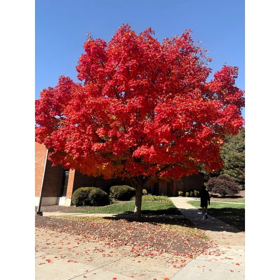 25 Scarlet CAROLINA RED MAPLE Tree Acer Rubrum Seeds