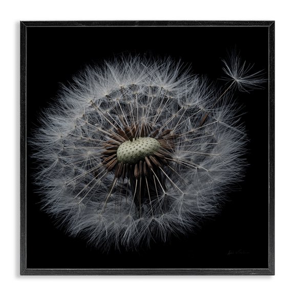 Stupell Industries Modern Close Up Dandelion Petals Black Framed Giclee Art, 12 x 12, by Andre Eichman
