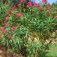 thumbnail image 2 of Oleander Calypso  2 Extra Large 3 Gallon Plants  Nerium Oleander  Hardy Perennial  Vibrant Pink Blooms, 2 of 7