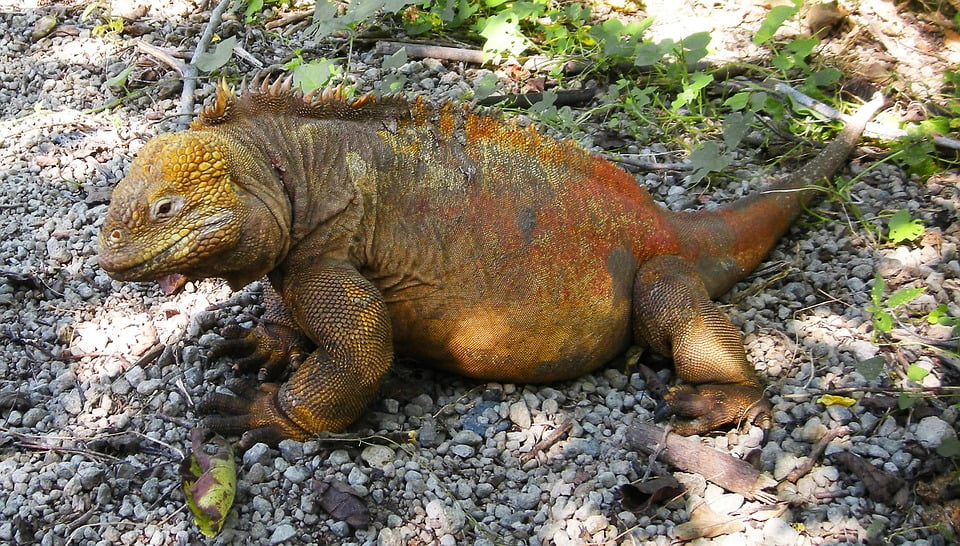 Pacific Islands Reptile Lizard Galapagos Iguana-20 Inch By 30 Inch