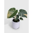 thumbnail image 3 of Monstera Deliciosa 'Thai Constellation' - Live Air-Purifying Indoor Plant in Nursery Pot – Easy Care, Low Maintenance Houseplant for Home & Office Decor, Natural Air Cleaner, Best for Beginners, 3 of 10