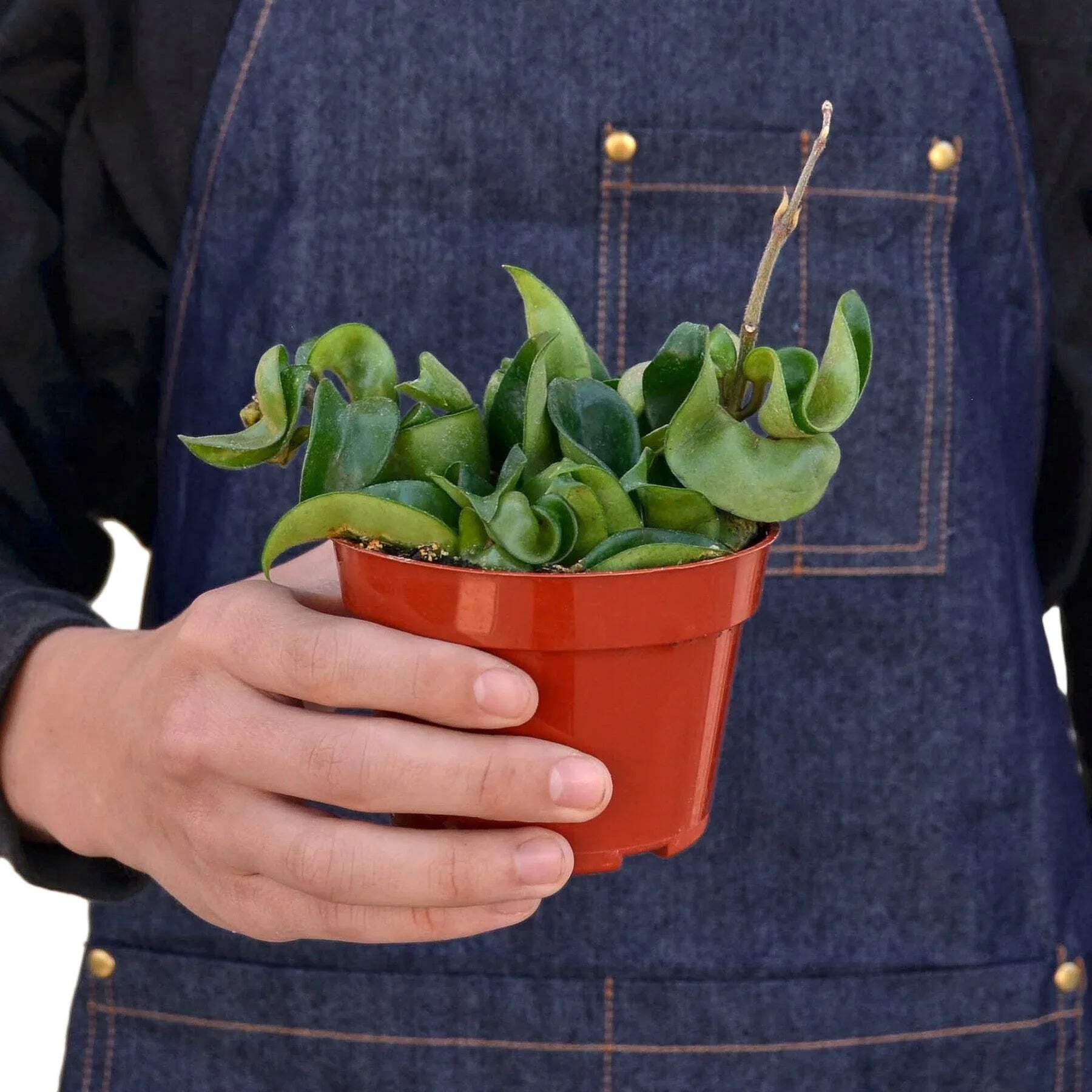 Hoya Rope Plant, 4" Pot, Indoor Houseplant, Easy Care, Live Plant for Indoor & Outdoor