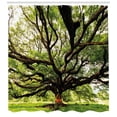 thumbnail image 3 of Ambesonne Nature Shower Curtain, Majestic Tree Thailand, 69"Wx84"L, Green Brown, 3 of 3